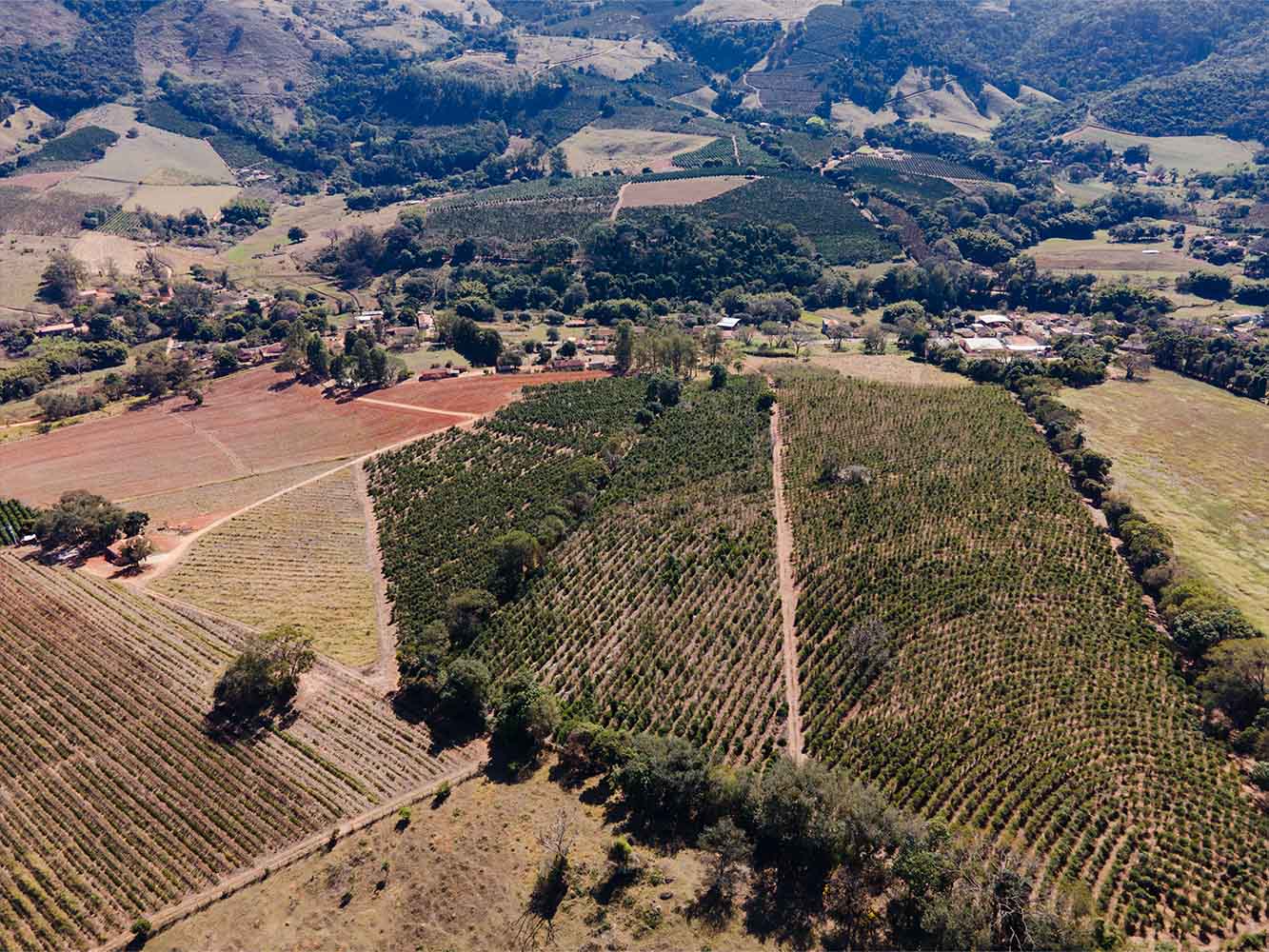 Paisagem dos cafezais na Serra da Mantiqueira